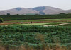 Eagle_vines_country_club_thumb