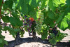 Envero_en_ledson_sonoma_thumb