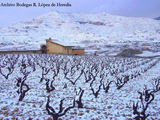 Paisaje y viñedo nevado