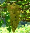 Chenin_blanc_thumb