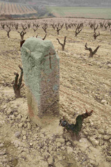 Viñedos en Baja California