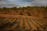 Viñedo en Baja California