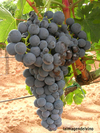 Racimo de tempranillo