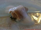 Restaurante Etxebarri Las ostras 