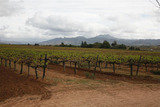 Viñas de Bibayoff