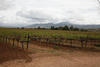 Viñas_de_bibayoff_thumb