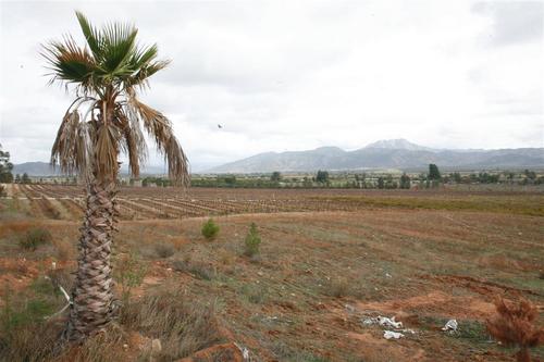 Viña_y_palmera