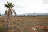 Viña y Palmera