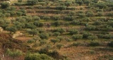 Cultivo en mosaico