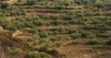 Mosaico3_thumb