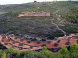 Olivos ecológicos en el paraje de la Sarnosa (Quesa)