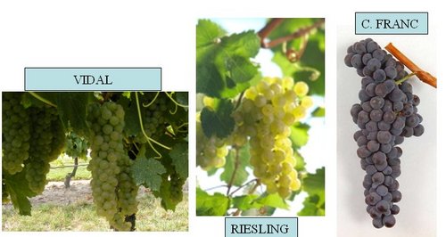 vinos de hielo variedades vidal riesling cabernet franc