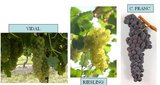 Tres variedades para elaborar Icewine