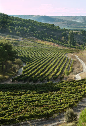 Viñedos de Bodegas Arzuaga-Navarro
