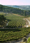 ViÑedo_b_thumb