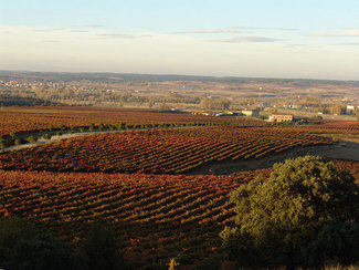 Viñedos-bodega-torremilano_logo
