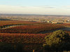 Viñedos-bodega-torremilano_thumb
