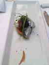Imagen0029_thumb