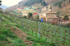 Viñedo_en_el_monasterio_de_corias_thumb