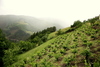 Viñedo_en_ladera_thumb