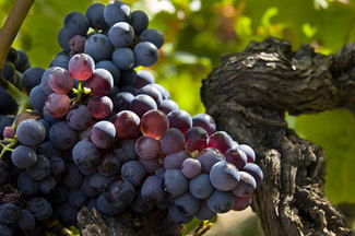 Uva Garnacha