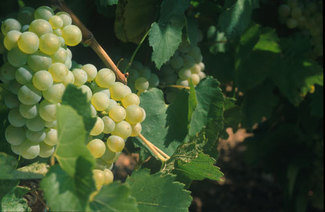 Uva Moscatel