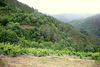 Viña_de_cepa_redonda_thumb