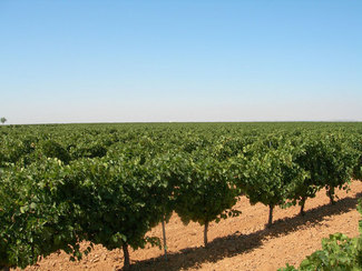 Viñedos de la DO Rueda