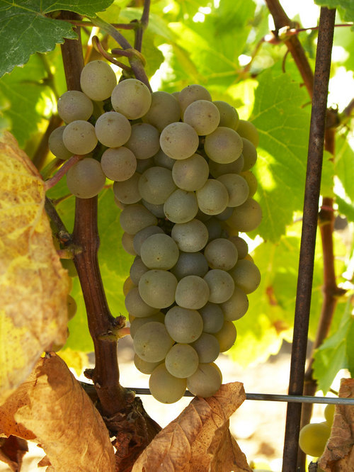 vinos do rueda vendimia verdejo