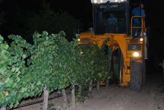 Vendimia nocturna