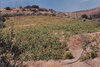 Viña-romerillo_thumb