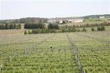 Viñedos en llanura