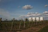 Viñedos de Marichal 