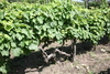 Tannat_centenaria_thumb