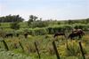Cerros_de_san_juan__wince__thumb