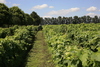 Paravientos_en_el_viñedo._thumb