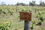 Tannat 1891 