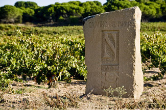 El viñedo