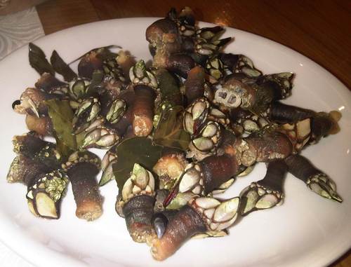 Restaurante Cervecería braseria gallega percebes gallegos