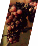 Botrytis cinerea