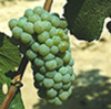Riesling_thumb