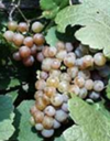 Pinot_gris_thumb