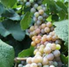 Gewurztraminer_thumb