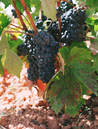 Selección variedades Vinos DO Manchuela