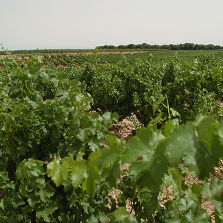 Viñedo de Marqués de Riscal en Rueda