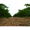 Viñedo-oro-de-castilla_thumb