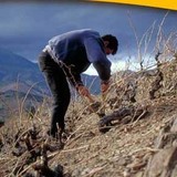 Poda de los Vinos de Banyuls
