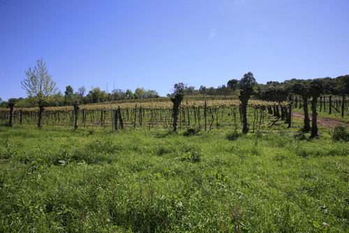 Soporte de viñedos enlatados
