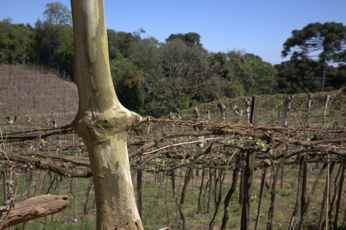 Alambrado en platano
