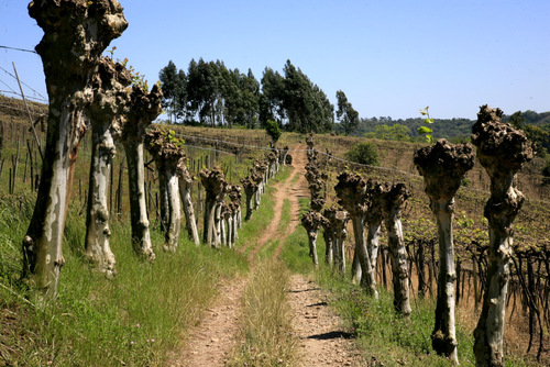 Camino de plátanos 